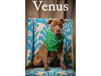 Venus Mixed Breed (Medium) Puppy Female