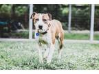 Adopt Eddie Ark the Bestfriend a Pit Bull Terrier, American Staffordshire