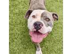 Adopt Dobson a Pit Bull Terrier