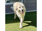 Adopt Concord a Great Pyrenees, Mixed Breed