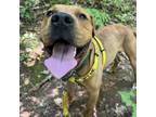 Adopt Muscadine a Boxer