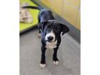 Adopt Buccee a Pit Bull Terrier, Mixed Breed