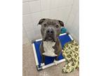 Adopt RISE a Pit Bull Terrier, Mixed Breed