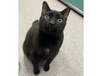 Adopt Smudge a Domestic Short Hair