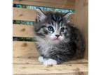Frito Domestic Longhair Kitten Male