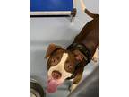 Adopt Winston a Pit Bull Terrier, Mixed Breed