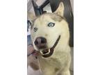 Adopt Scout a Husky