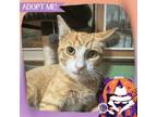 Adopt James Mackintosh a Domestic Short Hair