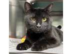 Phineas Domestic Shorthair Young Male