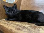 Adopt Stanforth a Domestic Short Hair