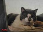 Adopt Paska a Domestic Short Hair