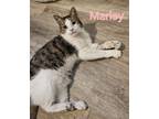 Adopt Marley Winchester a Domestic Short Hair