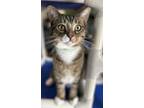 Adopt Pusskins a Domestic Short Hair