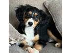 Adopt Clementine a Bernese Mountain Dog, Poodle