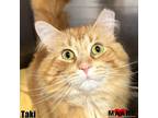 Adopt Taki a Domestic Long Hair