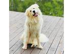 Adopt Louie a Great Pyrenees