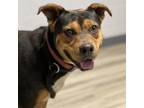 Adopt Chaba a Terrier