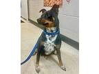 Sharkbait Miniature Pinscher Adult Male