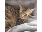 Bubbles 1/2 Domestic Shorthair Young Female