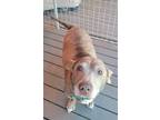 Adopt Tank a Dachshund, Pit Bull Terrier