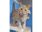 Adopt Turbo a Domestic Short Hair