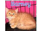 Adopt Barney a Domestic Medium Hair, Domestic Long Hair
