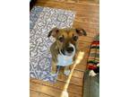 Adopt Ducky a Mixed Breed