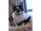 Darling Domestic Shorthair Young Female