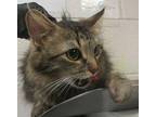 Billie Domestic Longhair Young Female