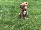 Adopt Scotch (Glades Road Pups) a Boxer, Labrador Retriever