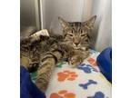 Whitney Domestic Shorthair Adult Female