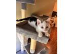 Whisker Biscuits Domestic Shorthair Kitten Male
