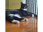 Clarissa23 Domestic Shorthair Young Female