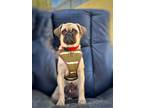 Adopt Houdini a Pug