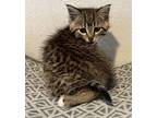French Frie Domestic Shorthair Kitten Male