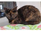 Andrea Domestic Shorthair Young Female