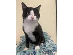 Hobo Domestic Shorthair Young Male