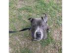 Johnny American Staffordshire Terrier Adult Male