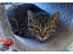 Morales Domestic Shorthair Kitten Male