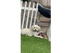 Adopt Clifford a Poodle, Goldendoodle
