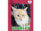 Adopt Stanley a Domestic Short Hair