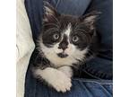 Penelope Domestic Shorthair Kitten Female