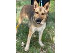 Adopt Gus a German Shepherd Dog