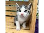 Sunchip Domestic Shorthair Kitten Male