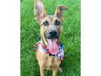 Adopt Luigi a Shepherd, Mixed Breed