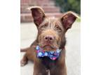 Adopt Morsel a Wirehaired Terrier, Chocolate Labrador Retriever