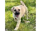 Adopt Leo Charmed a Beagle, Mixed Breed