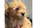 Cavapoo Puppy for sale in Stafford Springs, CT, USA