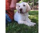 Labrador Retriever Puppy for sale in Pikeville, NC, USA