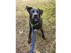 Adopt Vaughn #52929 a Labrador Retriever